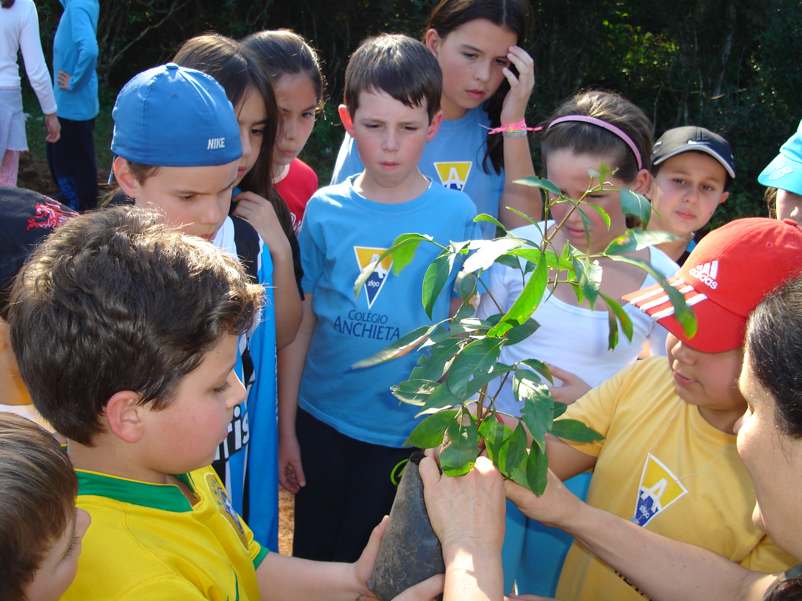 Plantio de árvores nativas Programas por Níveis Educacionais: Plantio de árvores nativas