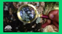 Cientista botânico com a observação de plantas